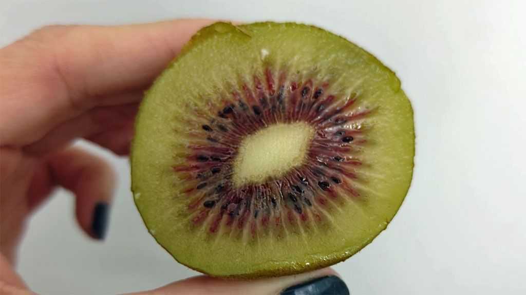 Rød kiwi