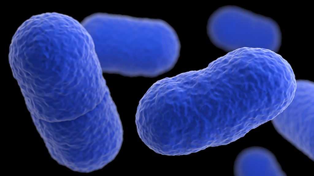 Hvordan smitter listeria?